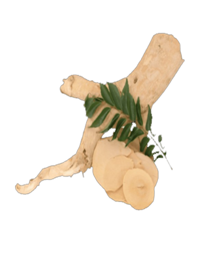 Tongkat Ali Tea (Eurycoma Longifolia)